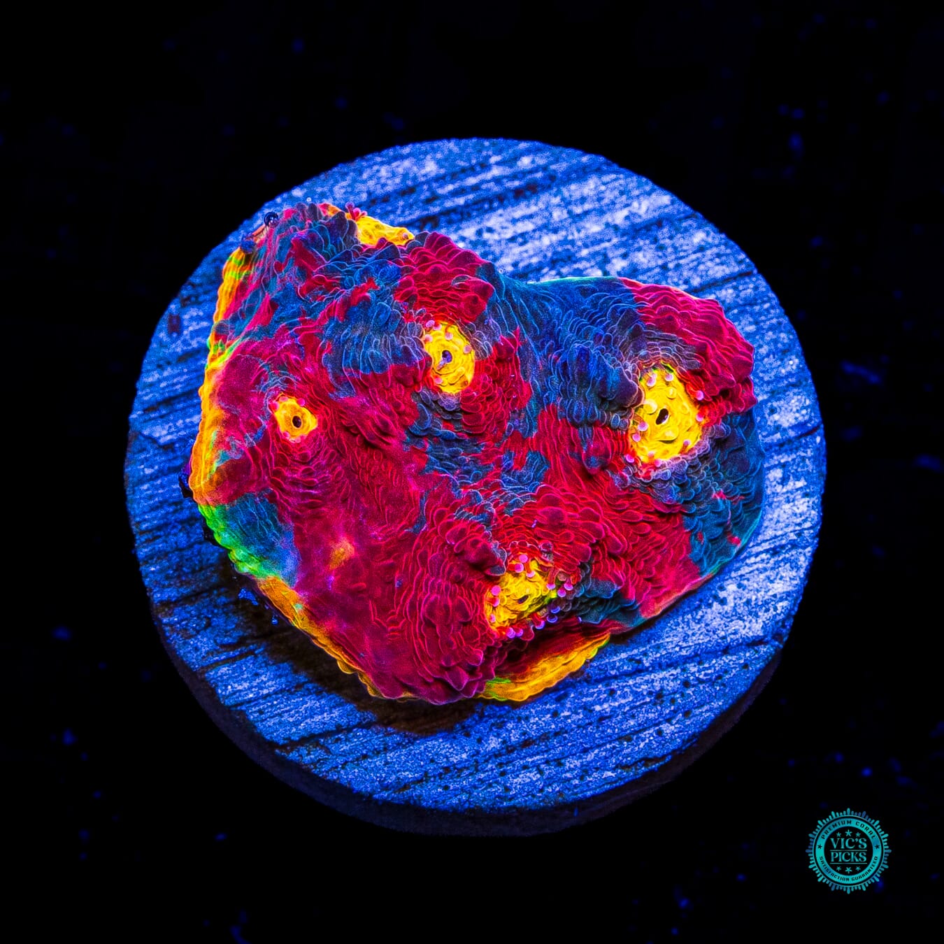 WWC Jelly Bean Rainbow Chalice - Daylight Photo