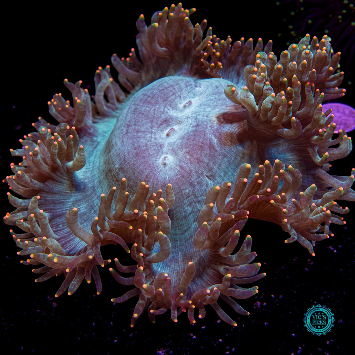 Torch Lit Elegance - Actinic Photo