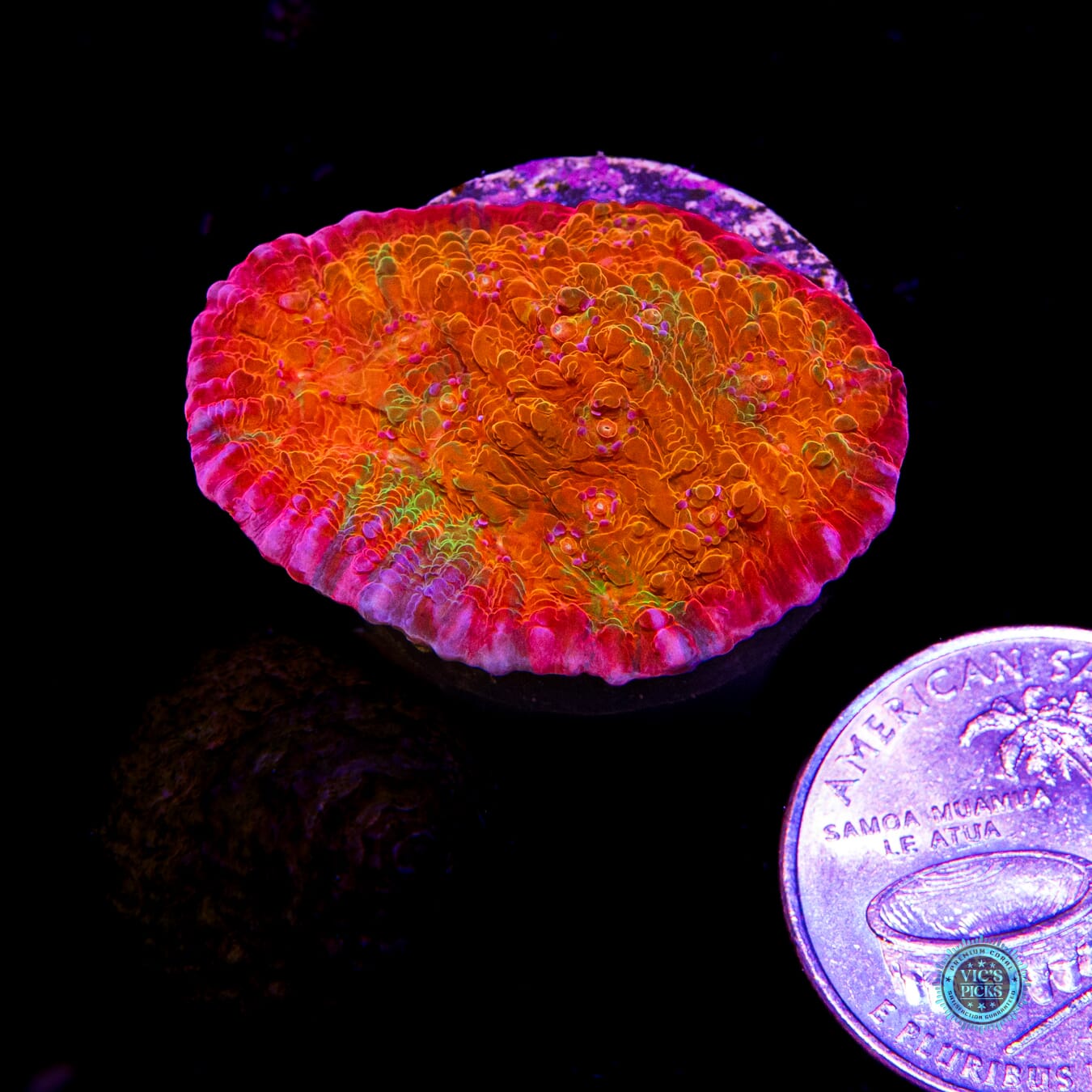 POTO Rainbow Peacock Chalice - Actinic Photo