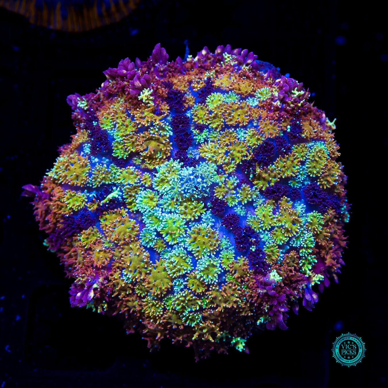 Shangri La Carpet Mushroom - Daylight Photo