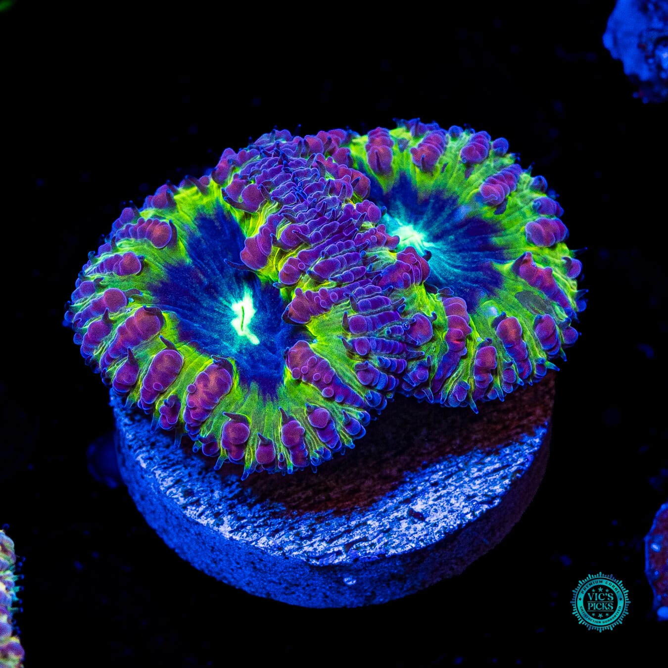 Pipe Dream Blastomussa - Daylight Photo