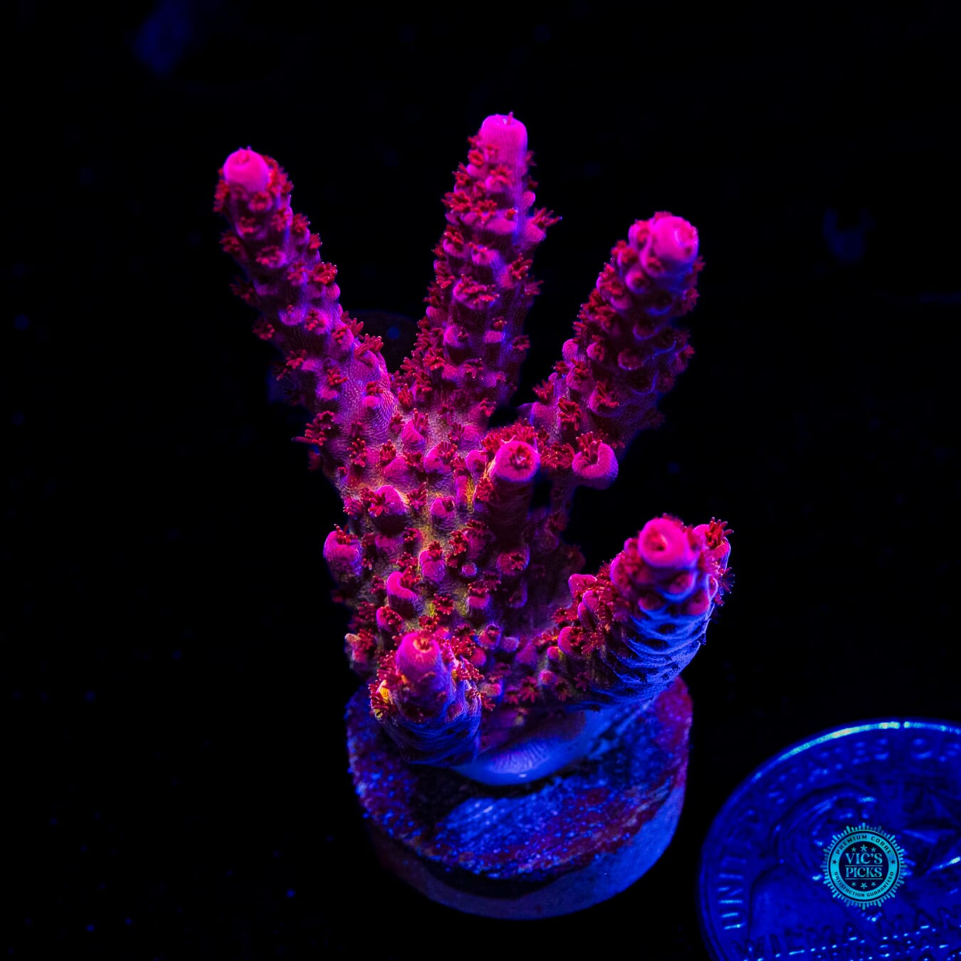 PC Rainbow Acropora - Daylight Photo