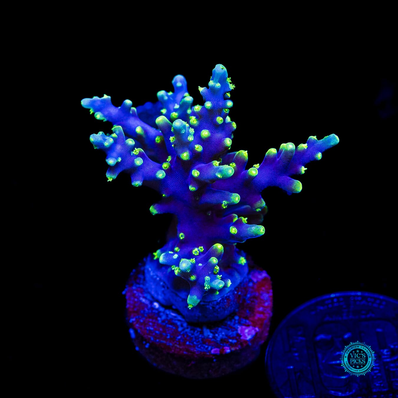 WWC Moonshine Acropora - Daylight Photo