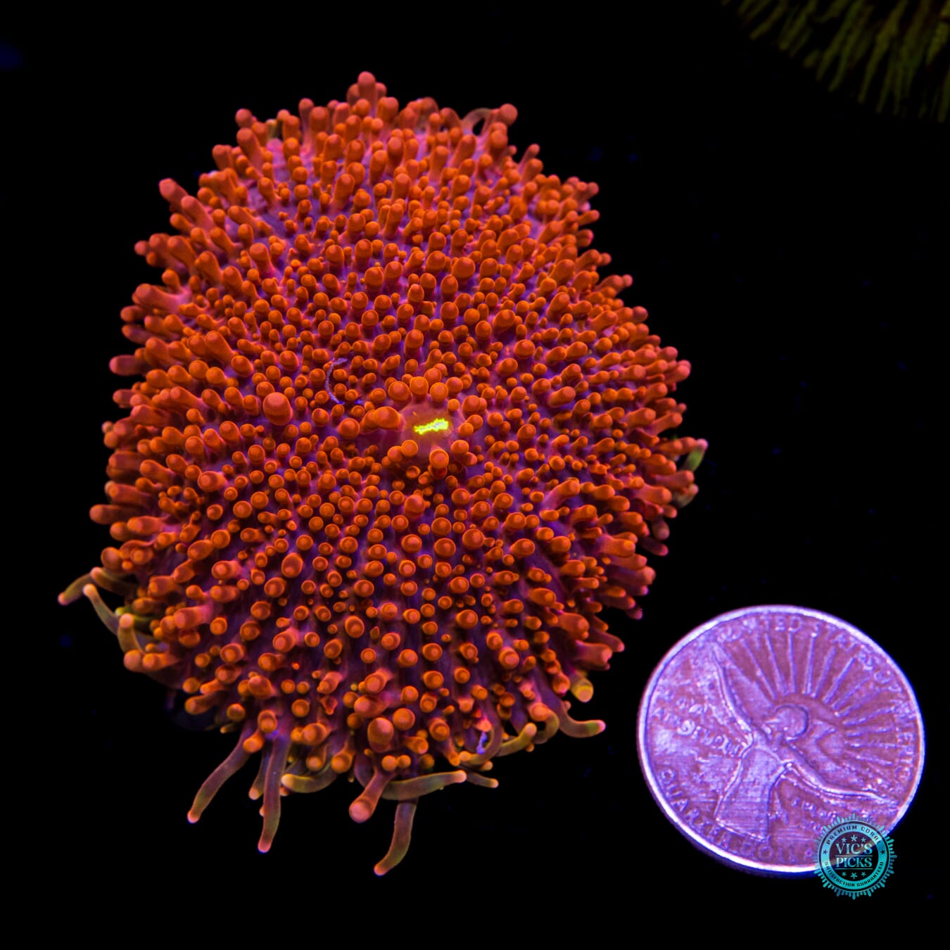 Headless Horseman Yuma Mushroom - Actinic Photo