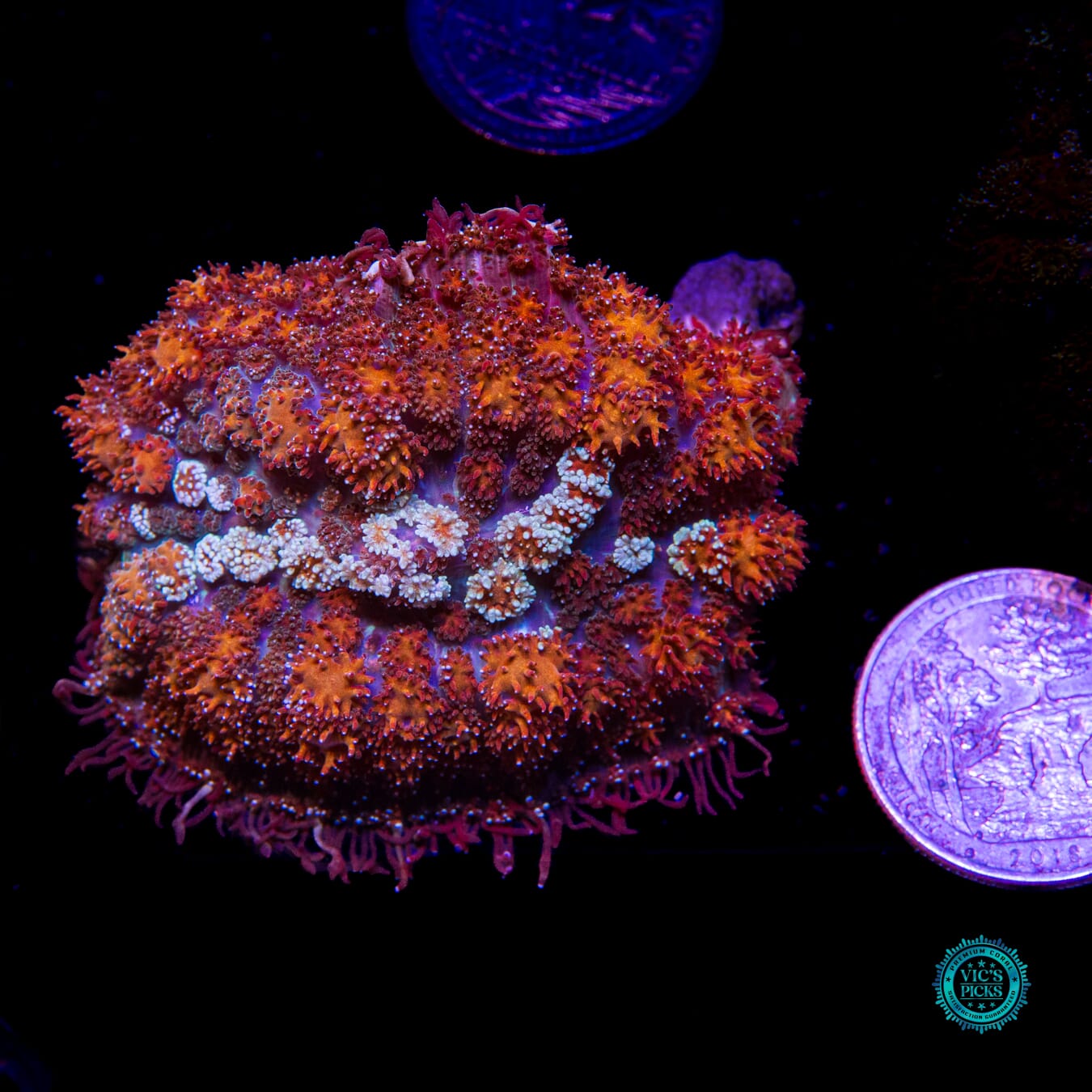 Burning Embers Carpet Mushroom - Actinic Photo