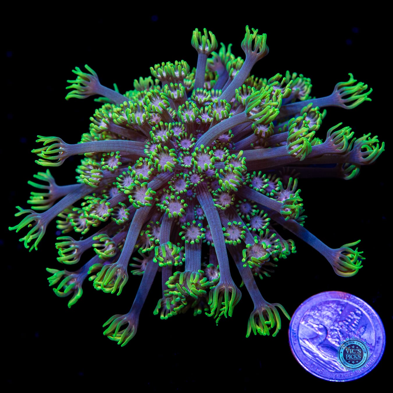 WWC Guava Berry Alveopora - Actinic Photo