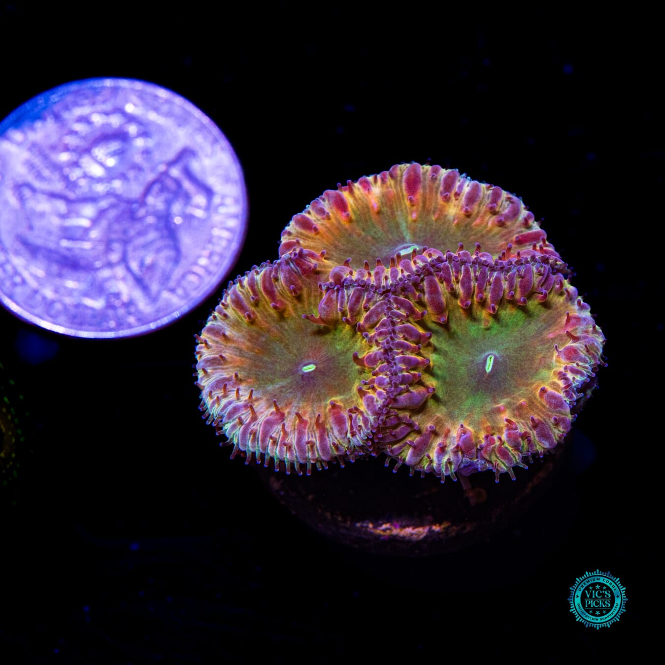 Gooseberry Blastomussa - Actinic Photo