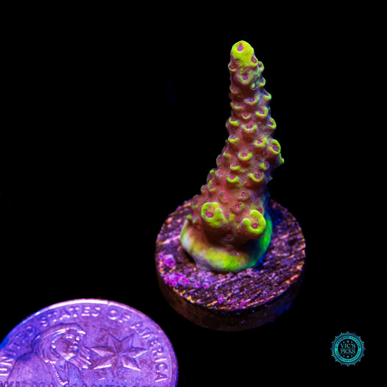WWC Yellow Fever Acropora - Actinic Photo