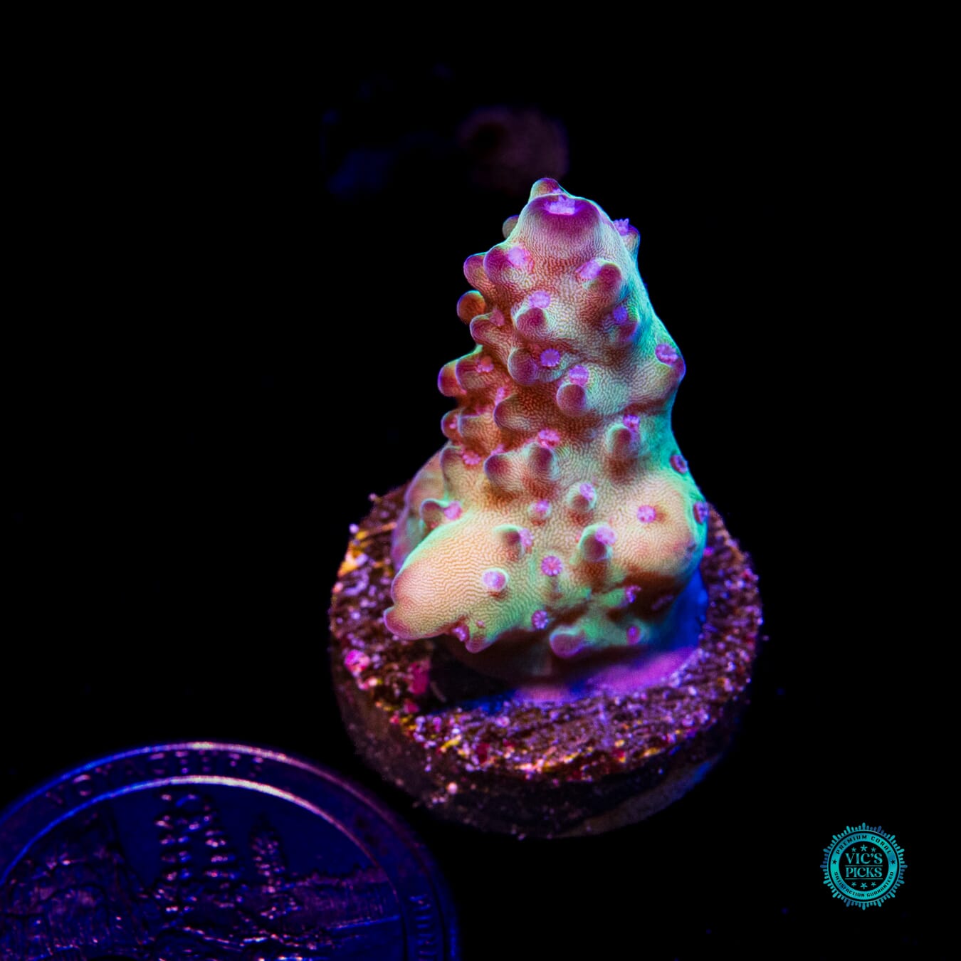 WWC Josh's Granulosa Acropora - Actinic Photo