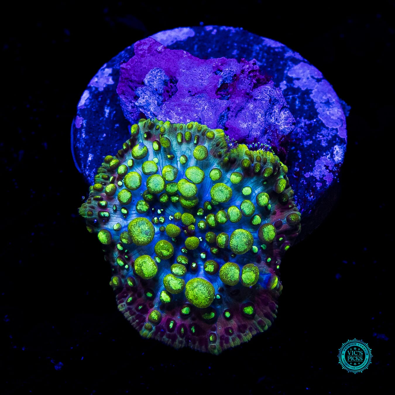 WWC Lava Lamp Disco Mushroom - Actinic Photo