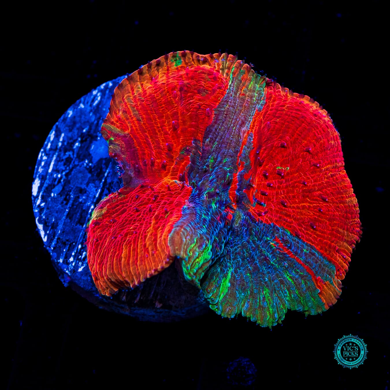 WWC Diablo Diaseris - Actinic Photo