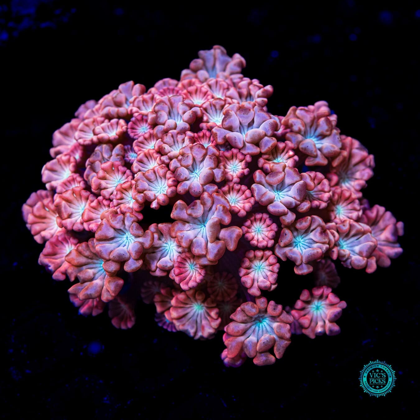 WWC Rose Hologram Alveopora - Actinic Photo