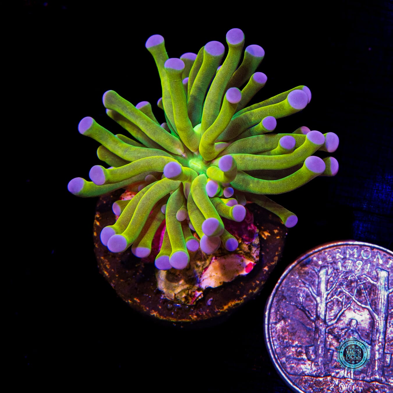 WWC In-House Spawned Banana Grail Torch - Daylight Photo