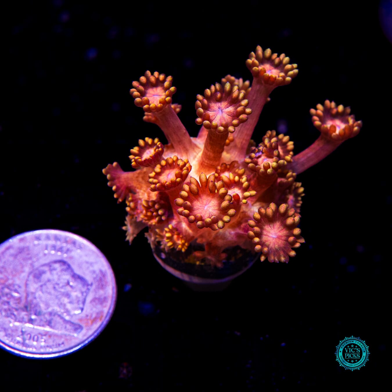 WWC Firelord Goniopora - Daylight Photo