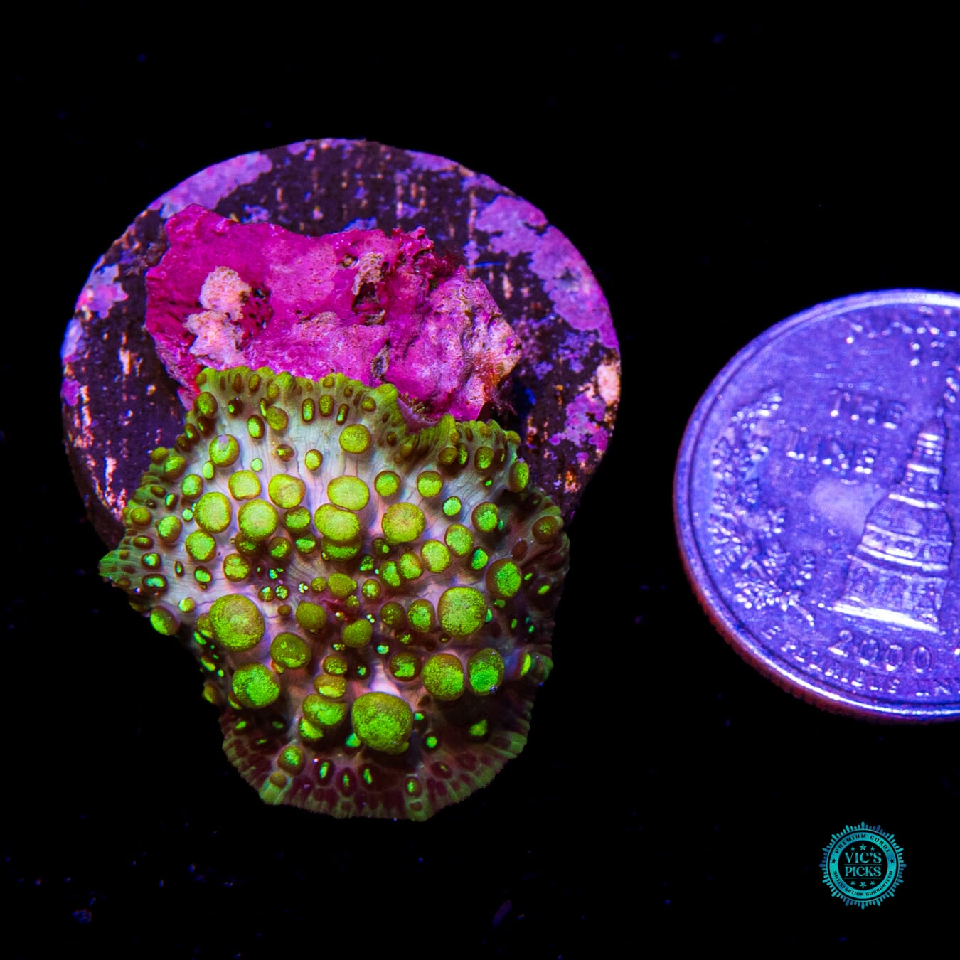 WWC Lava Lamp Disco Mushroom - Daylight Photo