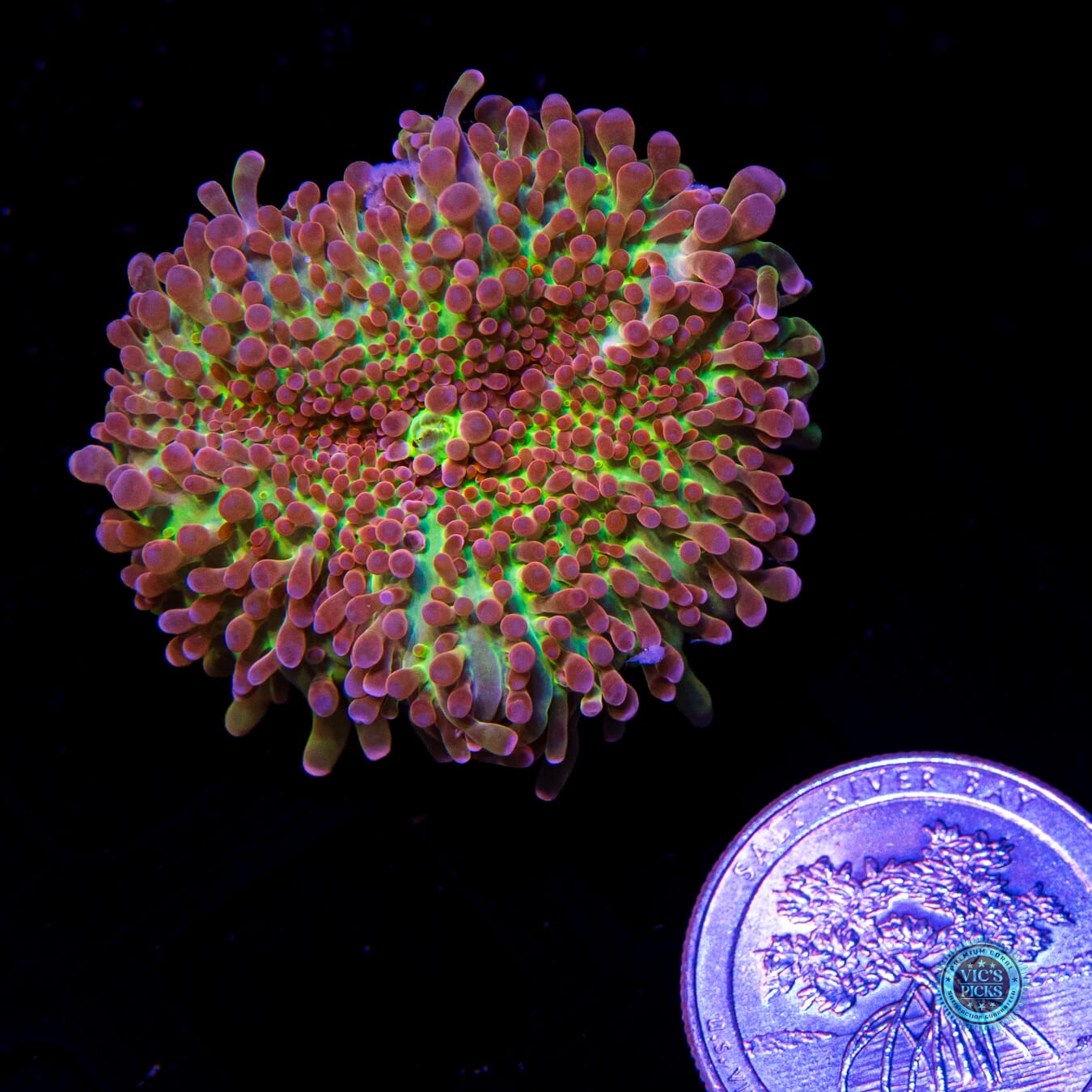 Stormrage Yuma Mushroom - Daylight Photo