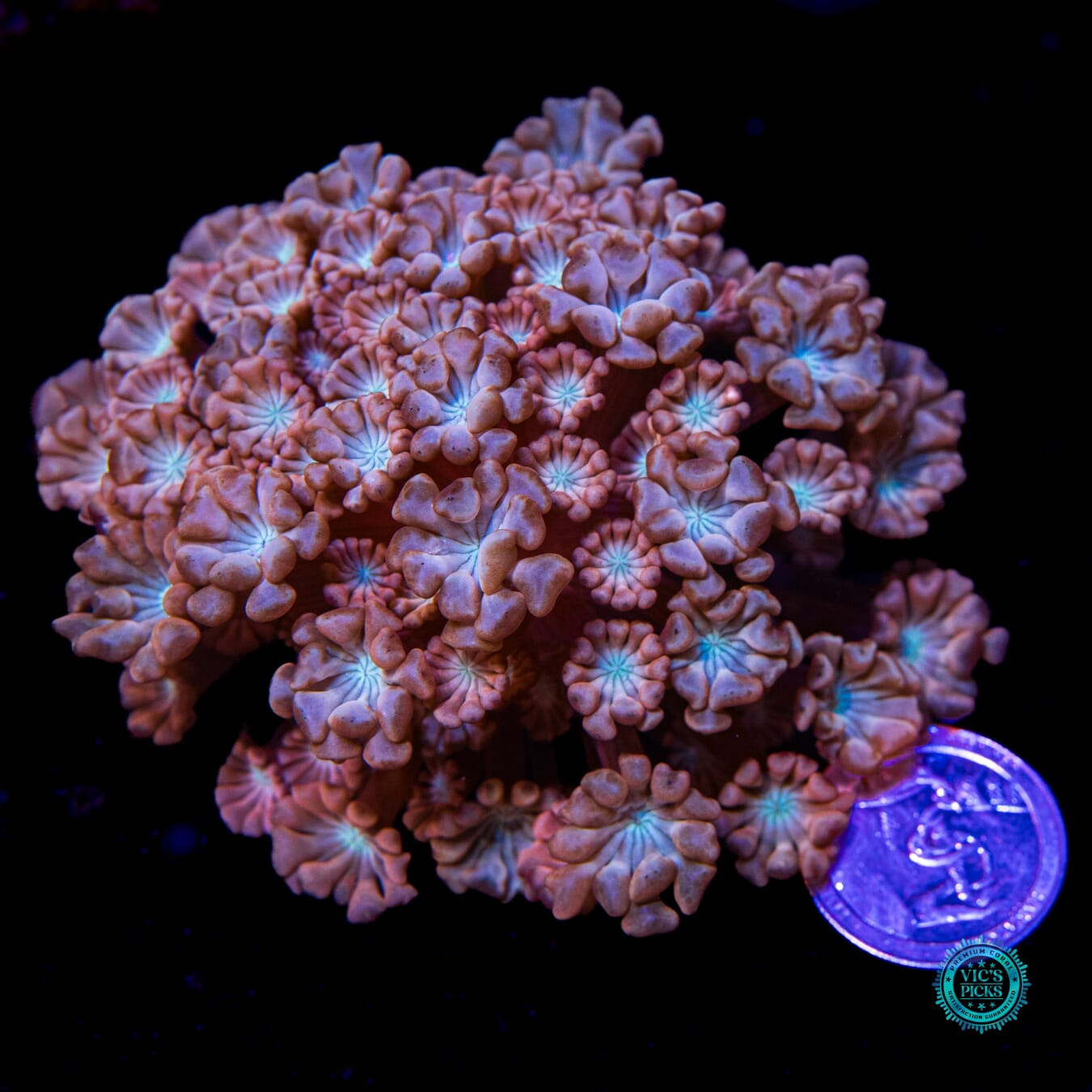 WWC Rose Hologram Alveopora - Daylight Photo