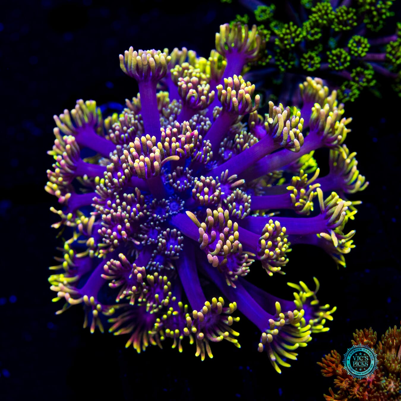 WWC Sunflower Goniopora - Actinic Photo