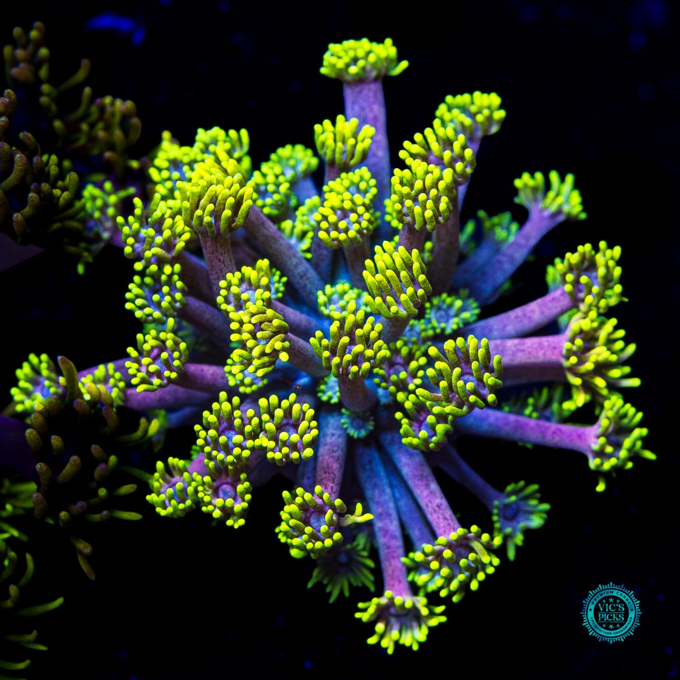 WWC Hail Hydra Goniopora - Actinic Photo