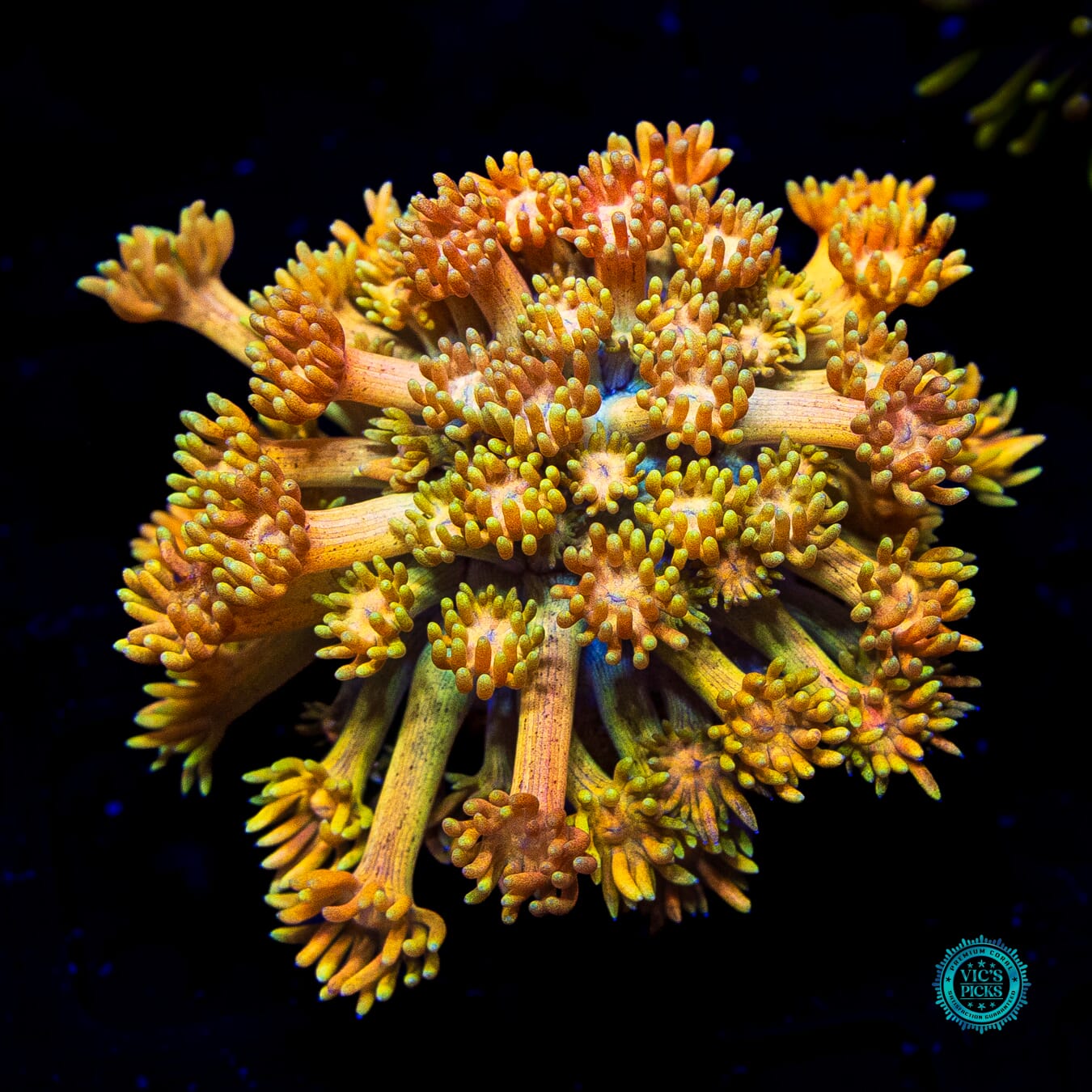 WWC Mango King Goniopora - Actinic Photo