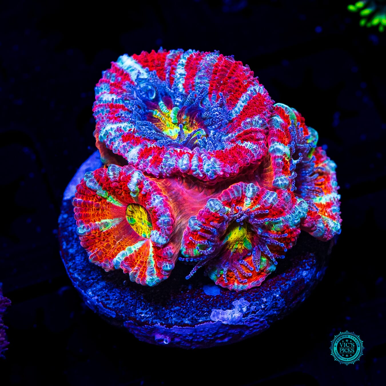 Lava Bomb Ausssie Lord - Actinic Photo