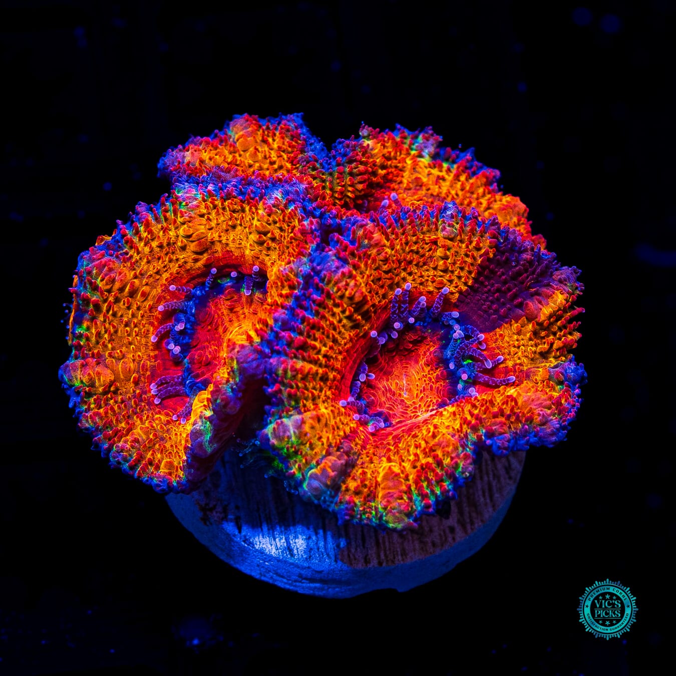 Fairy Tales Aussie Lord - Actinic Photo