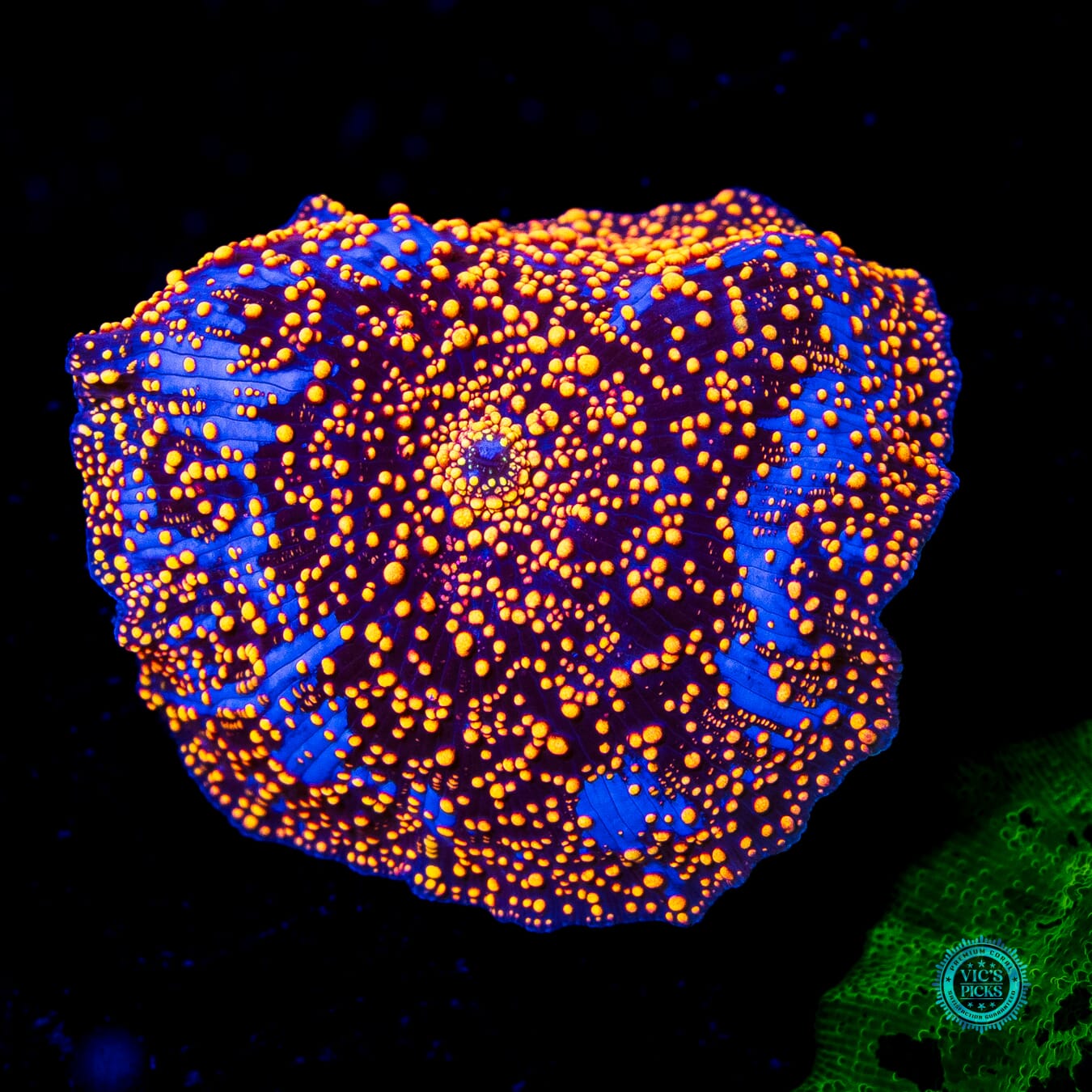 LG Orange Interstellar Disco Mushroom - Actinic Photo