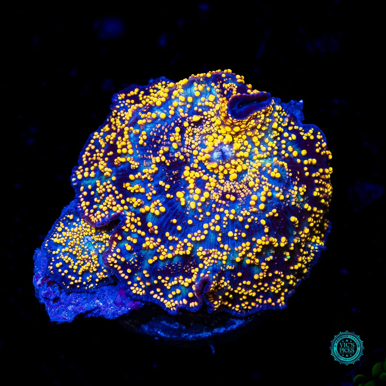 Golden Interstellar Disco Mushroom - Actinic Photo