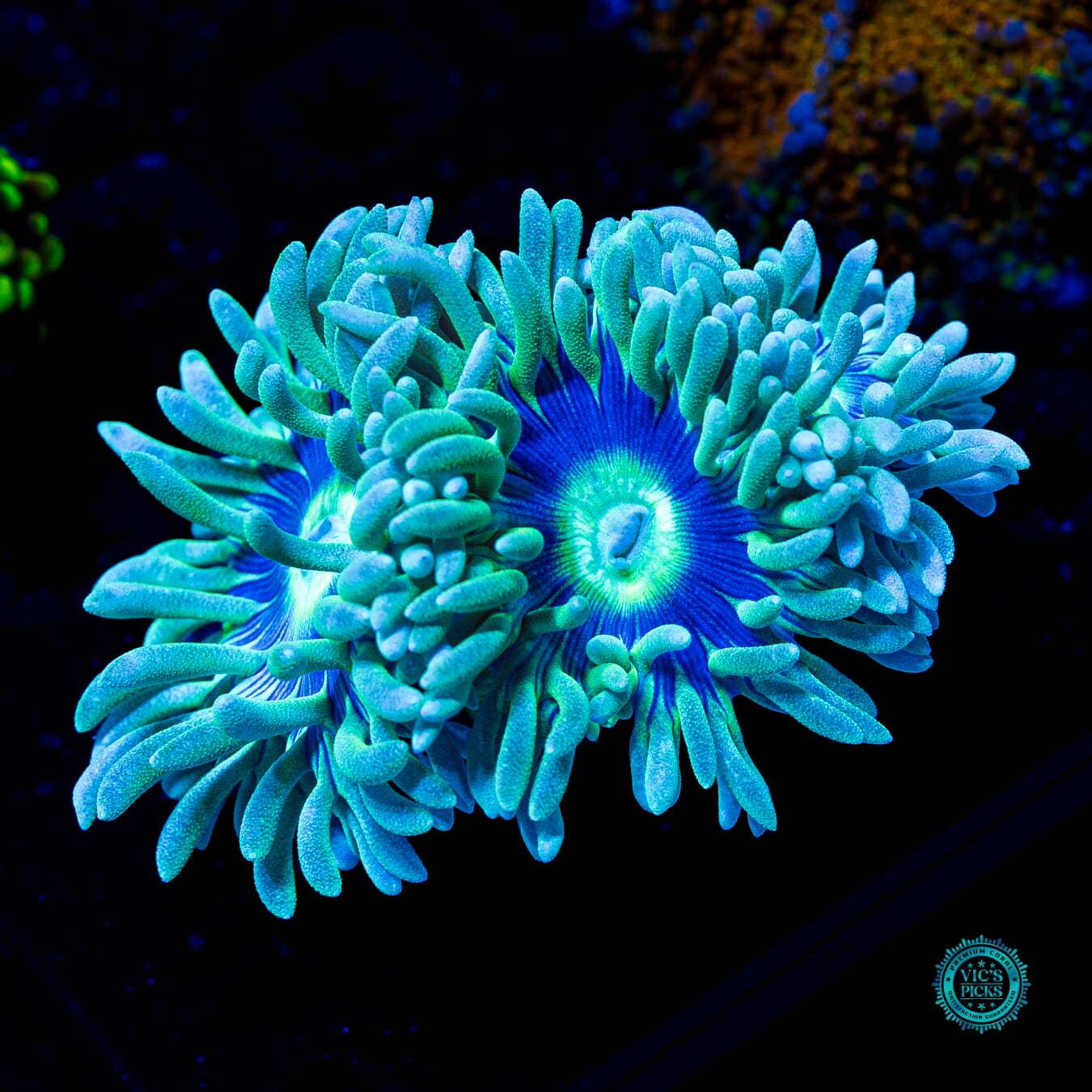 WWC Sapphire Halo Duncan - Actinic Photo