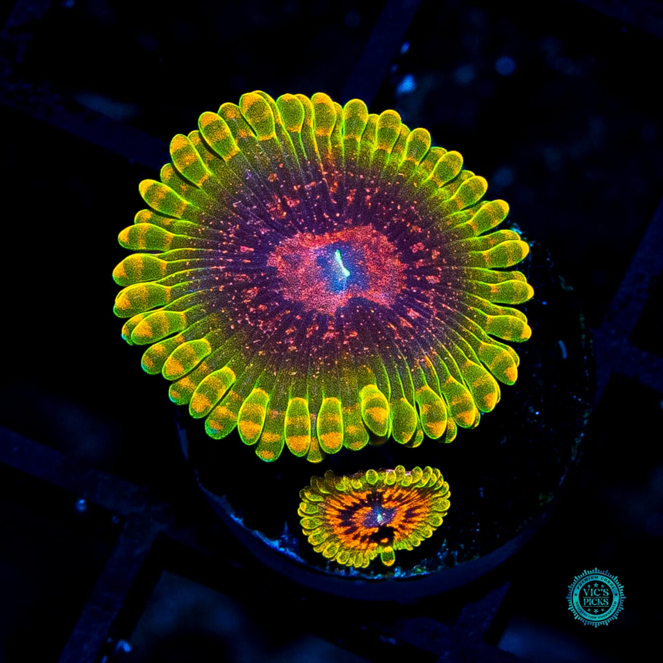 Grand Master Krakatoa Zoanthids - Actinic Photo