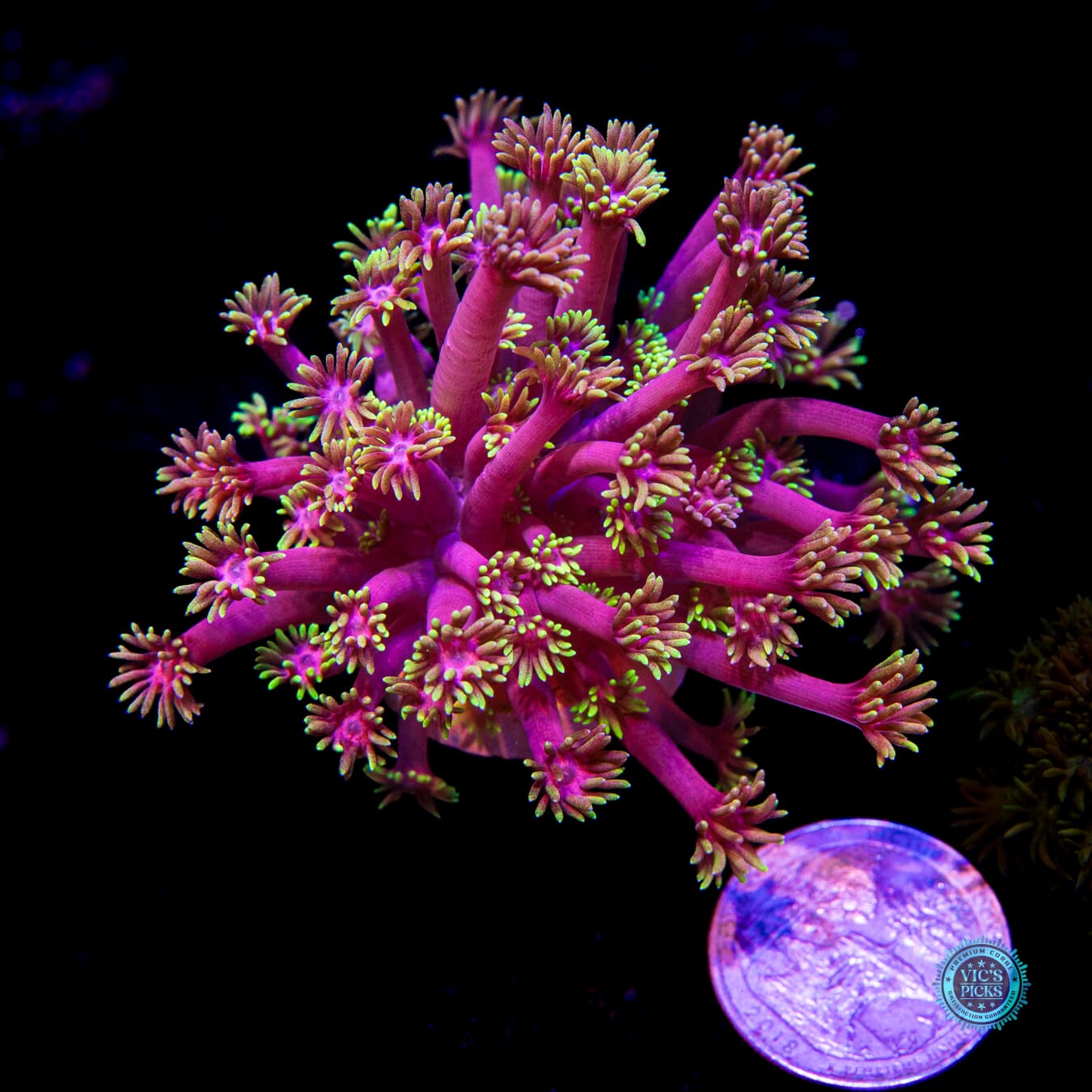 WWC Hollywood Nights Goniopora - Daylight Photo