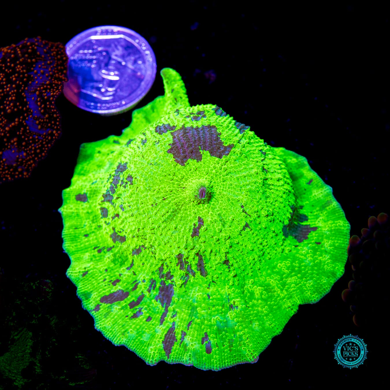 Toxic Kryptonite Jawbreaker Mushroom - Daylight Photo