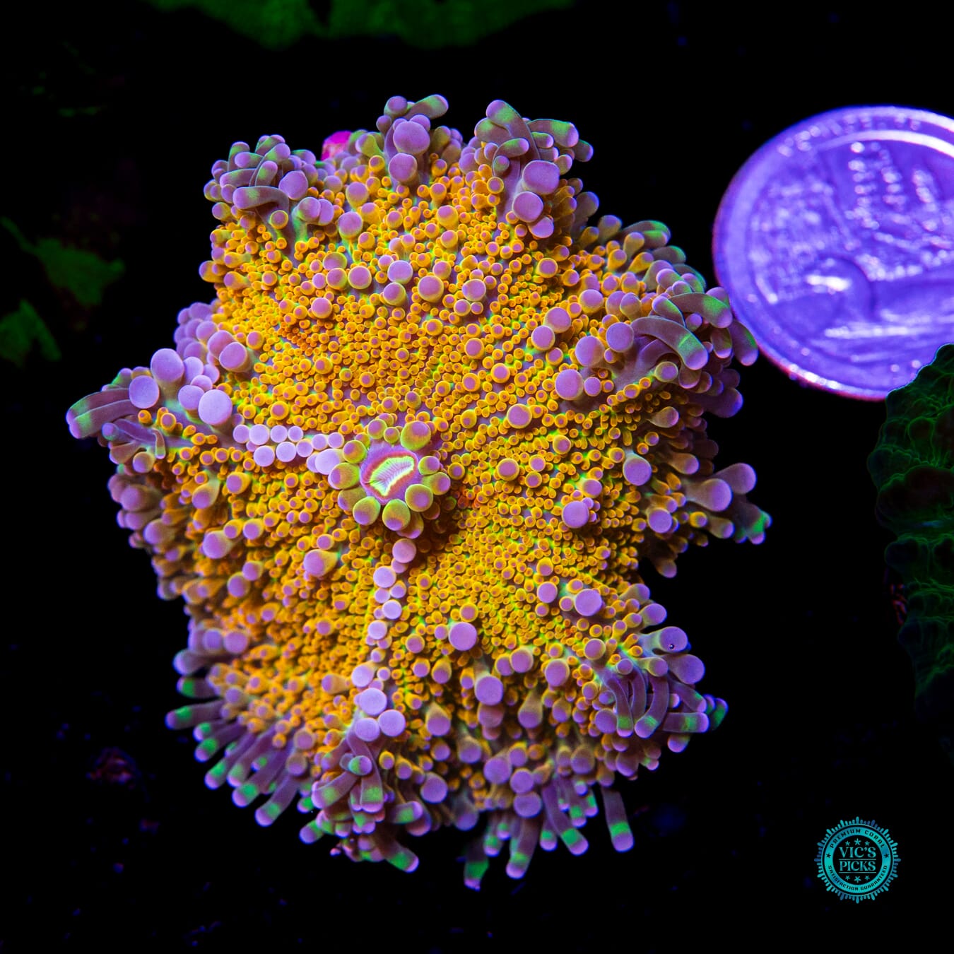 Sunrise Yuma Mushroom - Daylight Photo