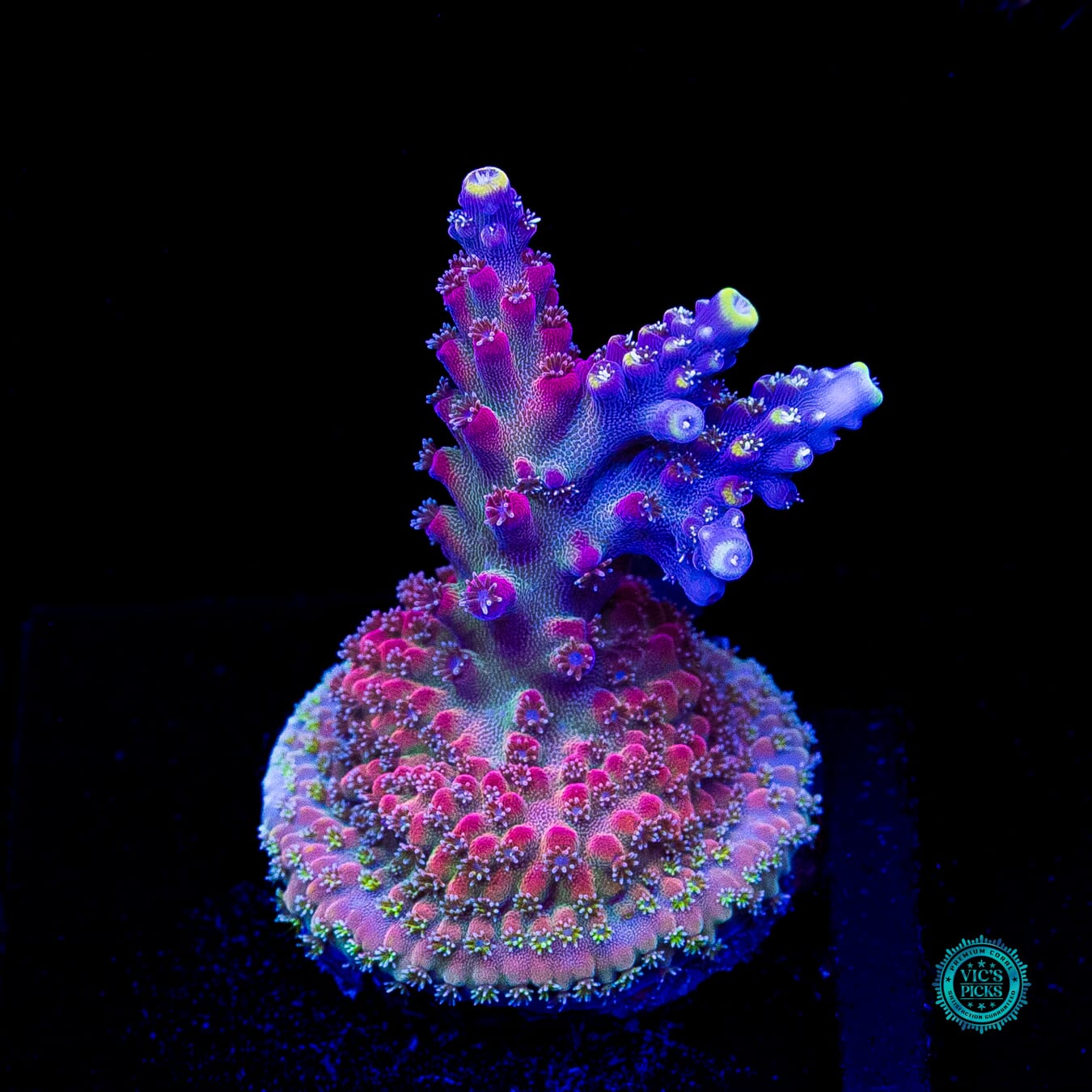 GWS Arcoiris Acropora - Actinic Photo
