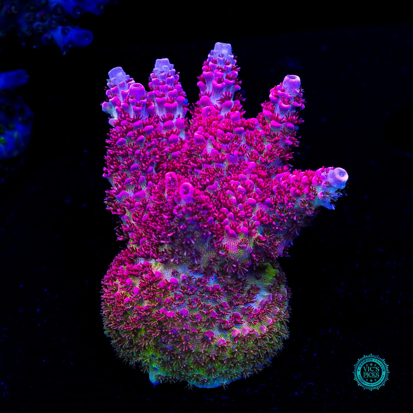 WWC Ruby Runner Acropora - Actinic Photo