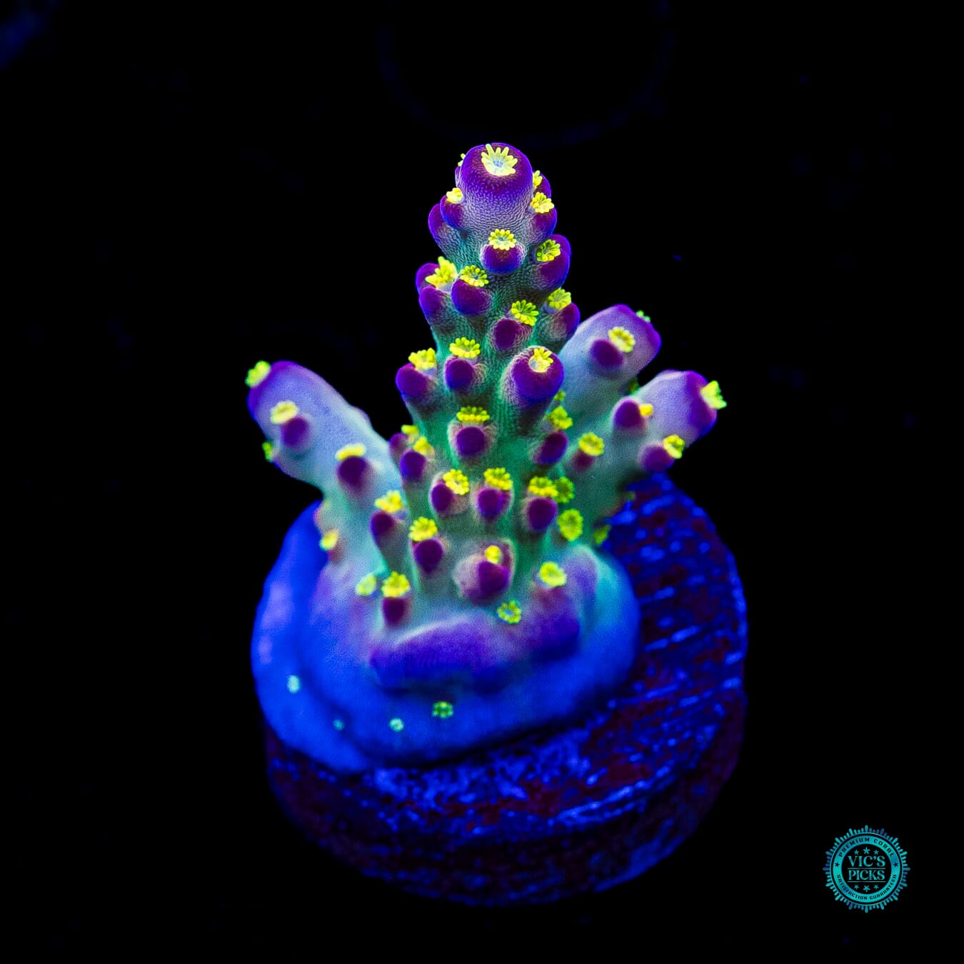 Jason Fox Fantasy Island Acropora - Actinic Photo