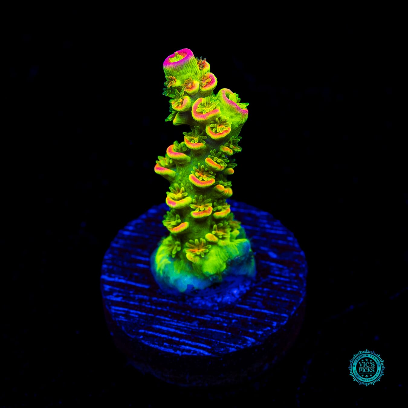 WWC Cash Me Outside Tenuis Acropora - Actinic Photo