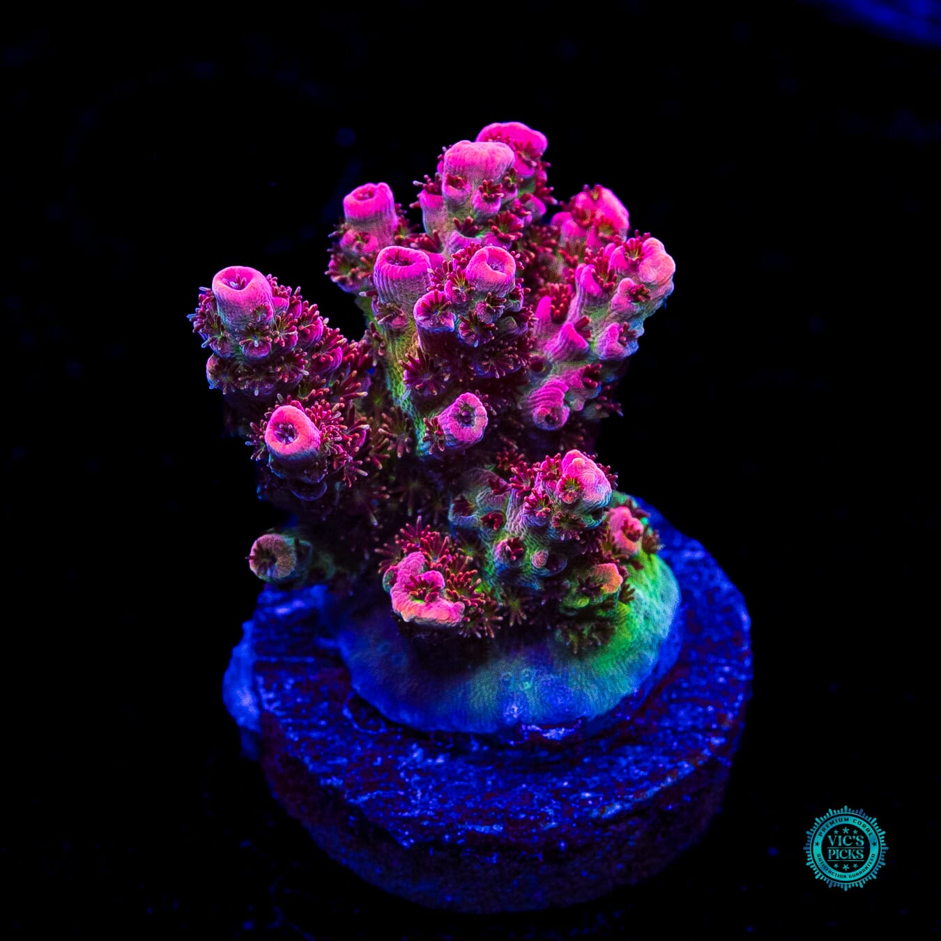 WWC Jello Shot Acropora - Actinic Photo