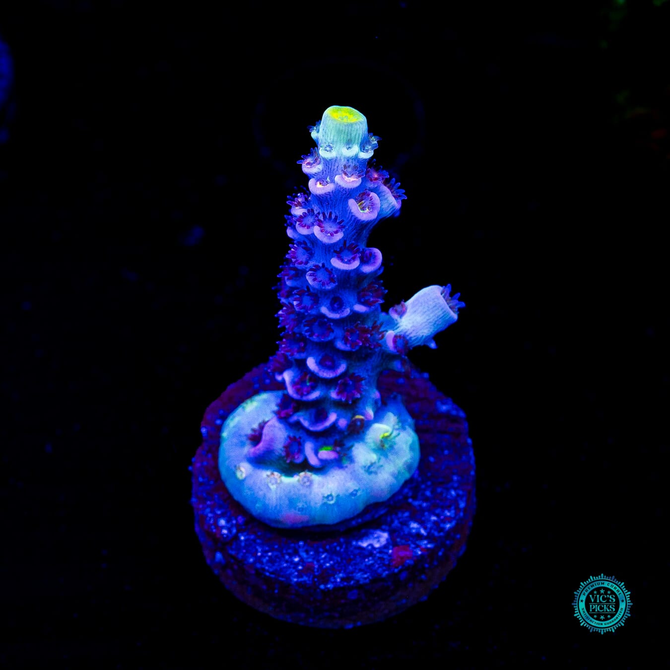 WWC Shadow Flash Tenuis Acropora - Actinic Photo