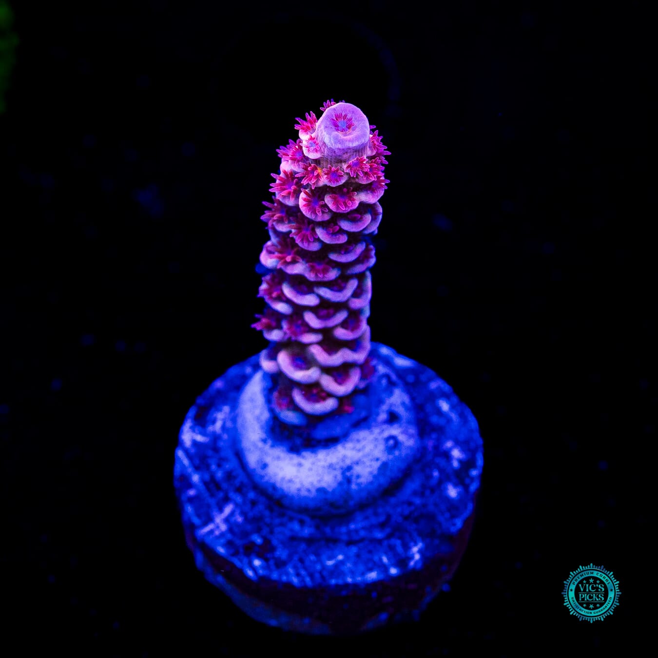 WWC Sex Panther Tenuis Acropora - Actinic Photo