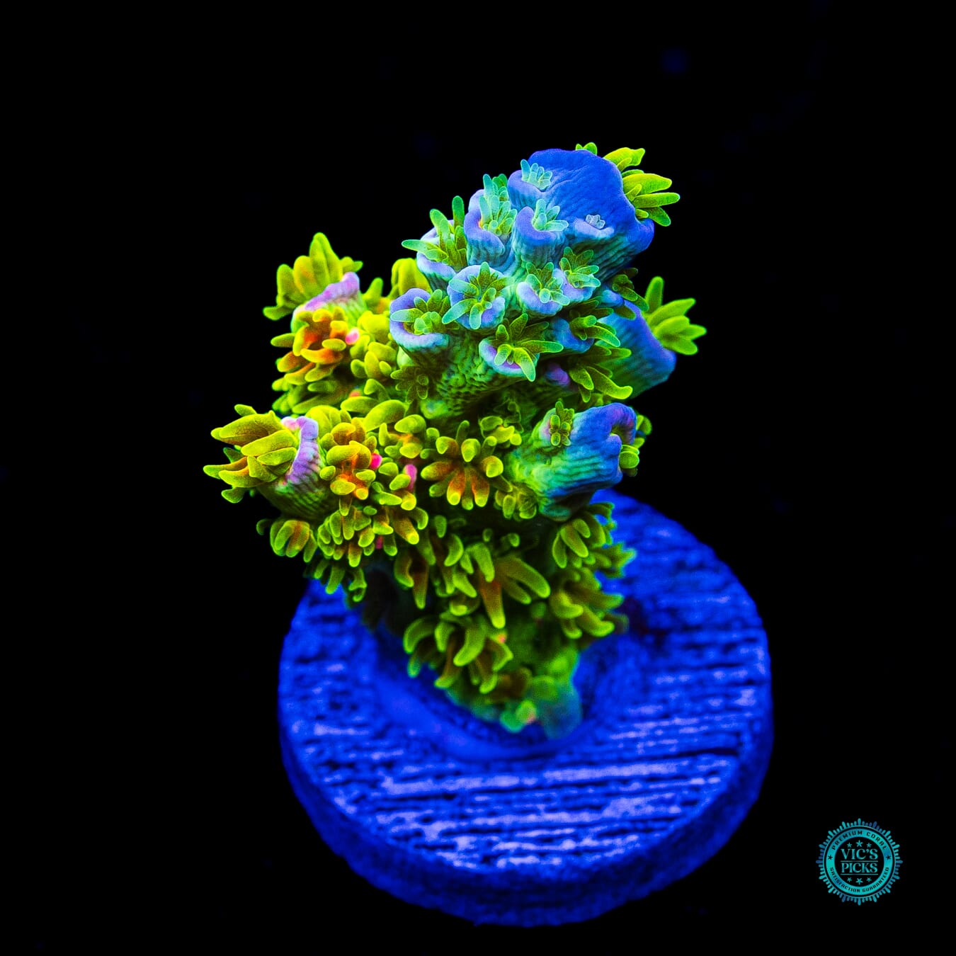 Jason Fox Homewrecker Tenuis Acropora - Actinic Photo