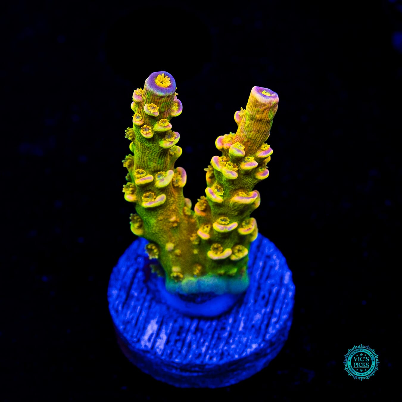 WD Tenuis Acropora - Actinic Photo