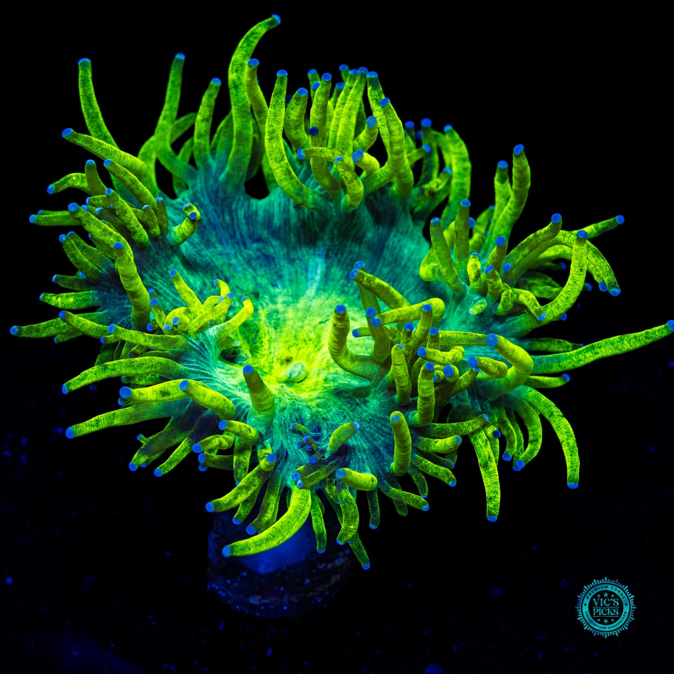 Geiger Counter Elegance - Actinic Photo