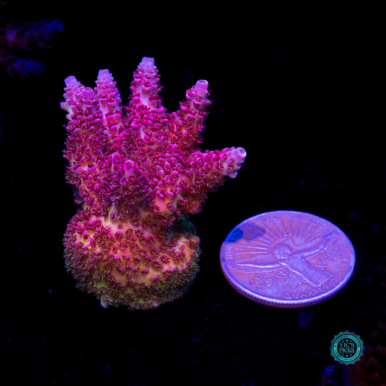 WWC Ruby Runner Acropora - Daylight Photo
