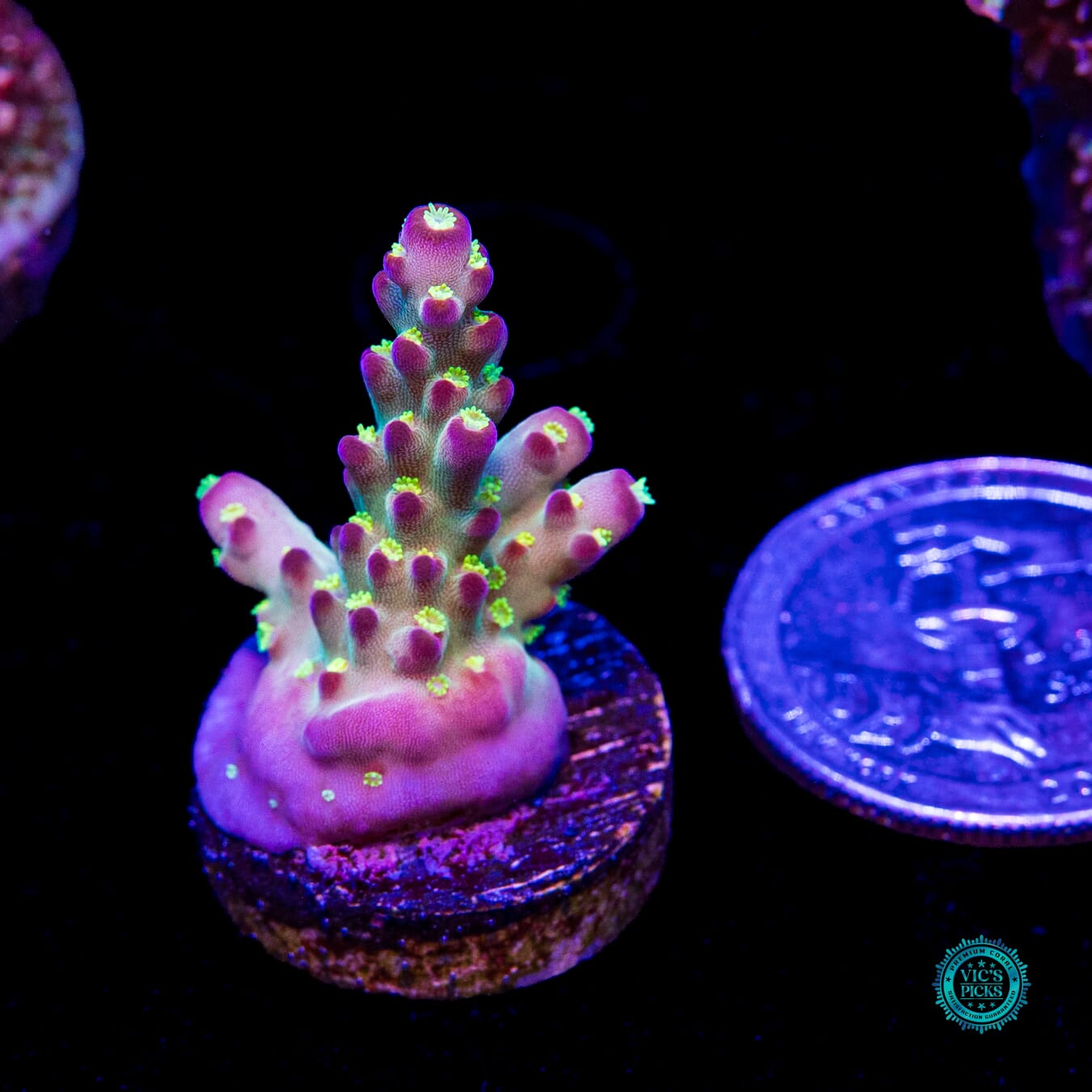 Jason Fox Fantasy Island Acropora - Daylight Photo