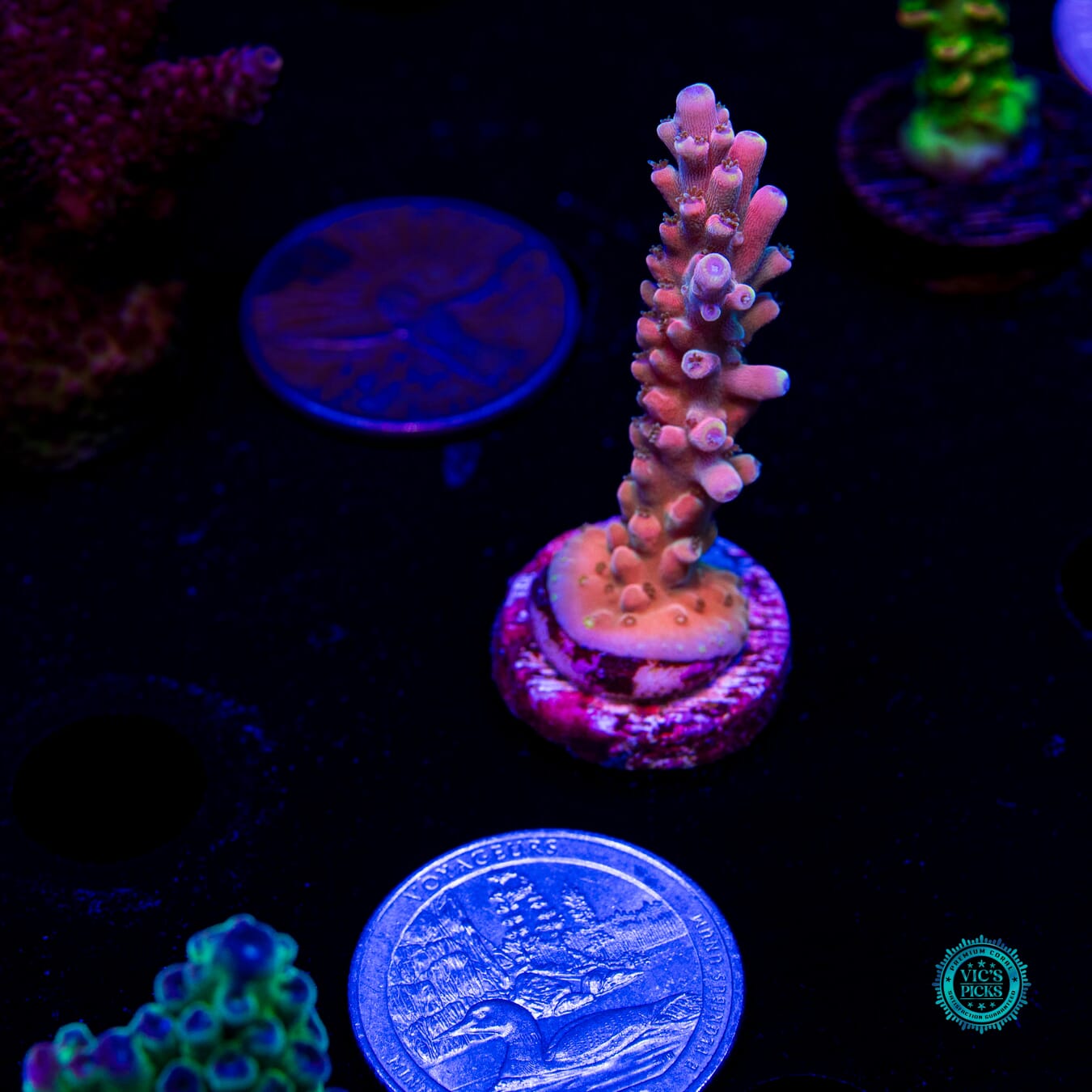 RMF Candyland Acropora - Daylight Photo