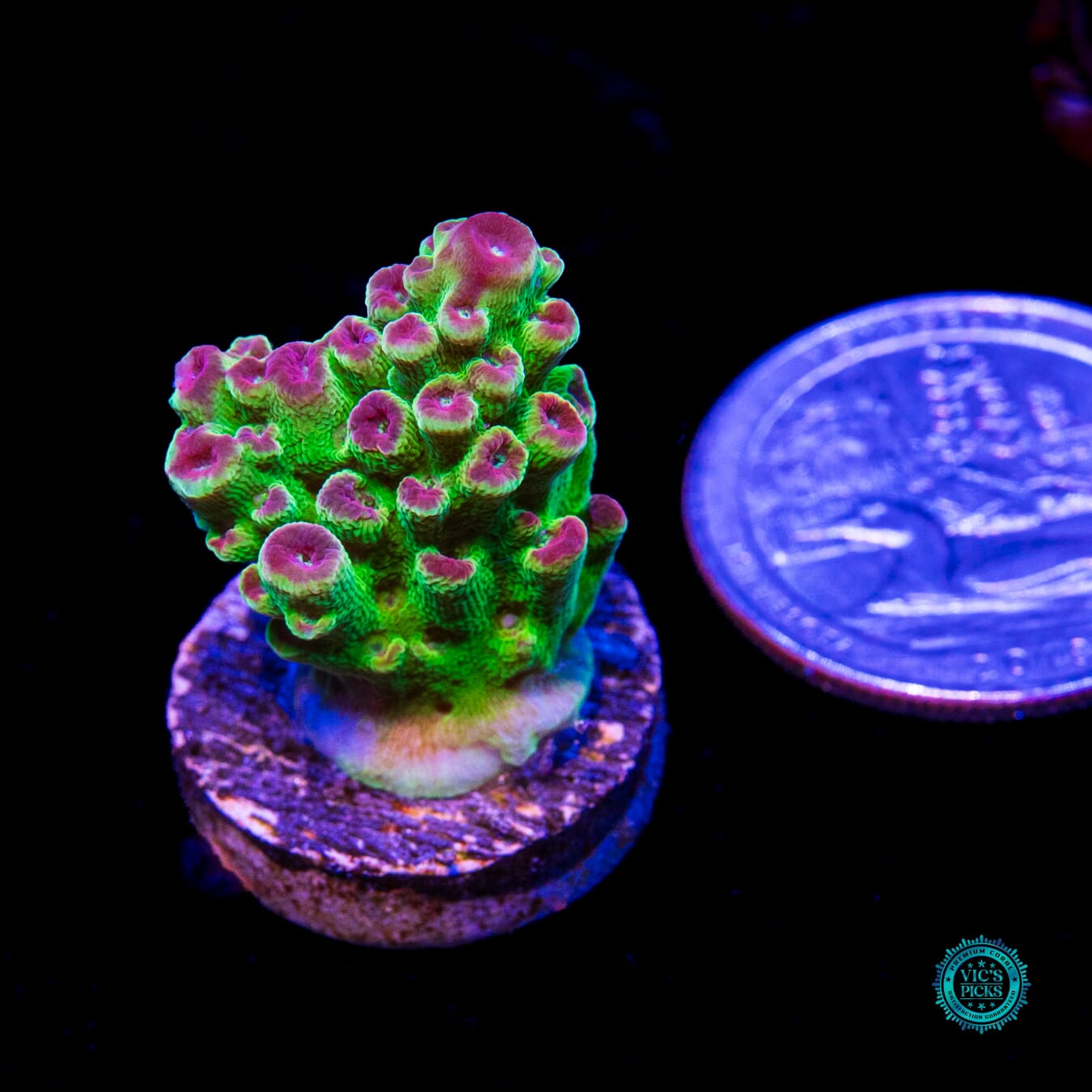 WWC Captain Caveman Acropora - Daylight Photo