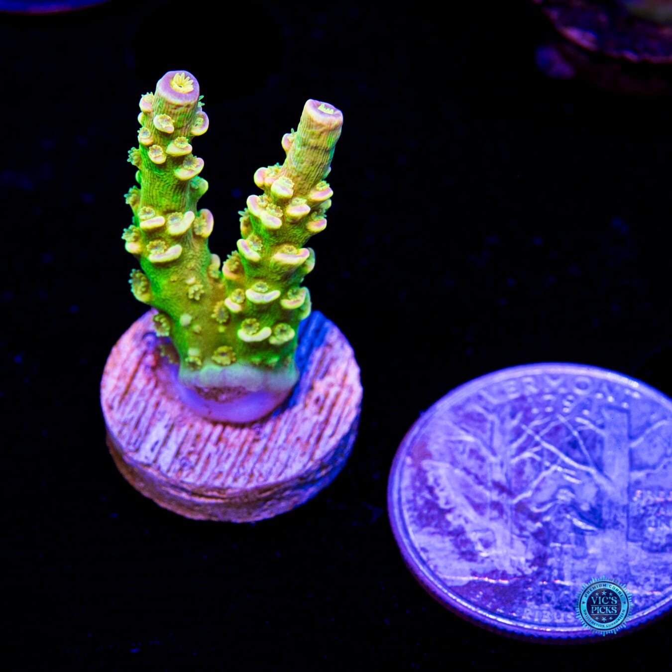 WD Tenuis Acropora - Daylight Photo