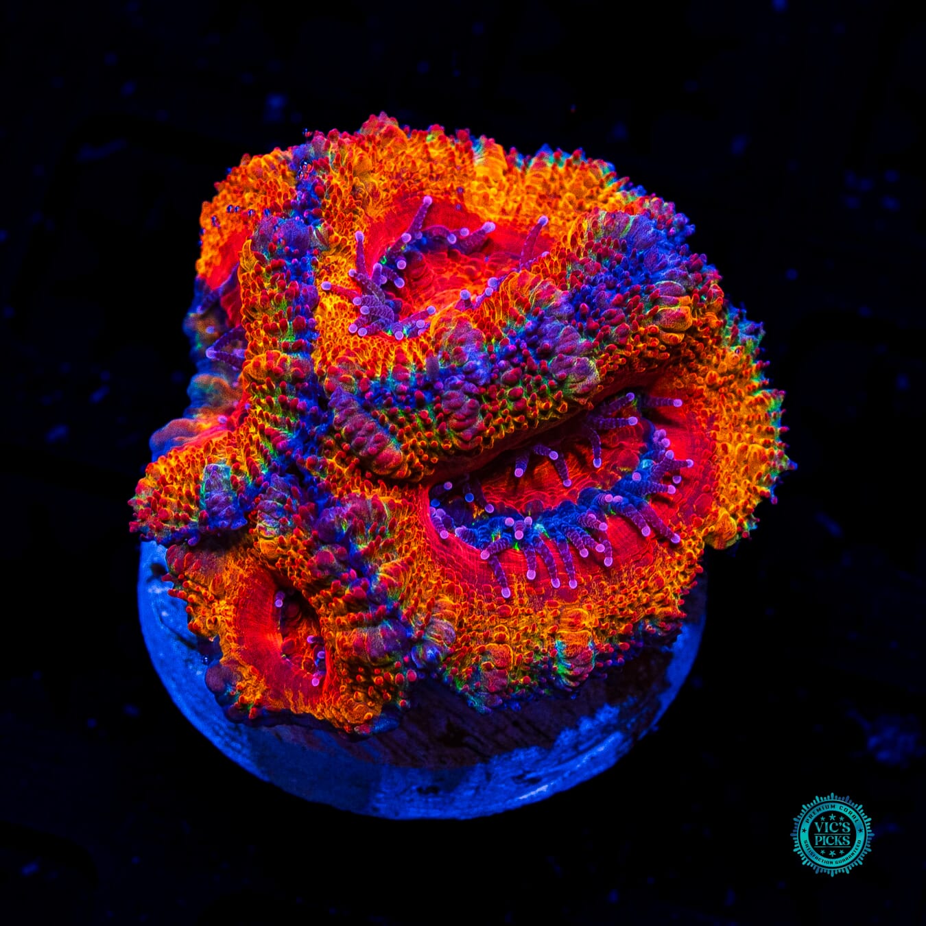 WWC Solar Flare Aussie Lord - Actinic Photo