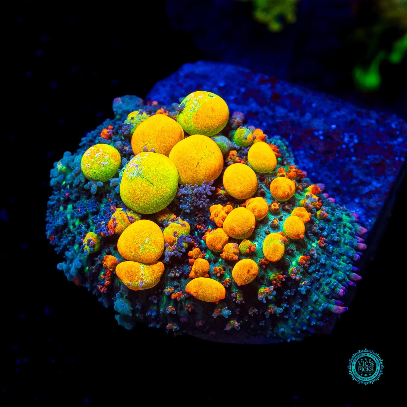 WWC OG Bounce Mushroom - Actinic Photo